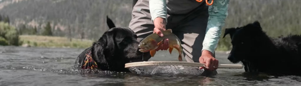 Two dogs in the water with an angler; one dog noses a just-caught fish mid-release from a net.