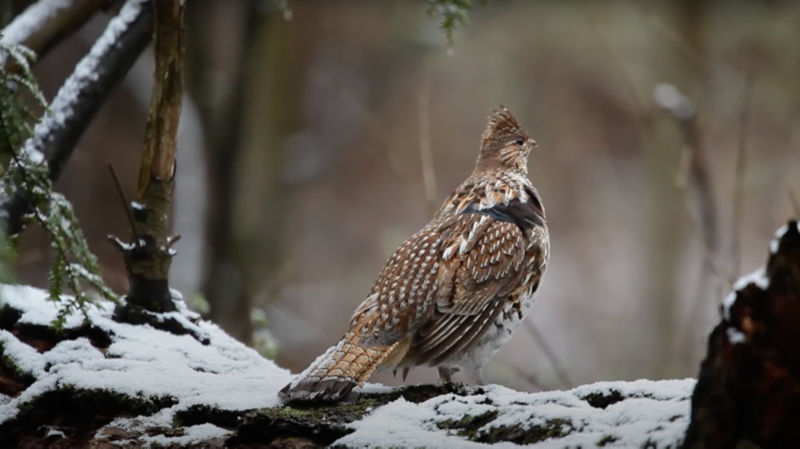 A ruffed Grouse flapping its wings outside in the rain