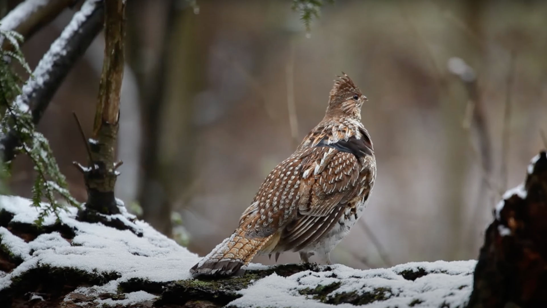 A ruffed Grouse flapping its wings outside in the rain