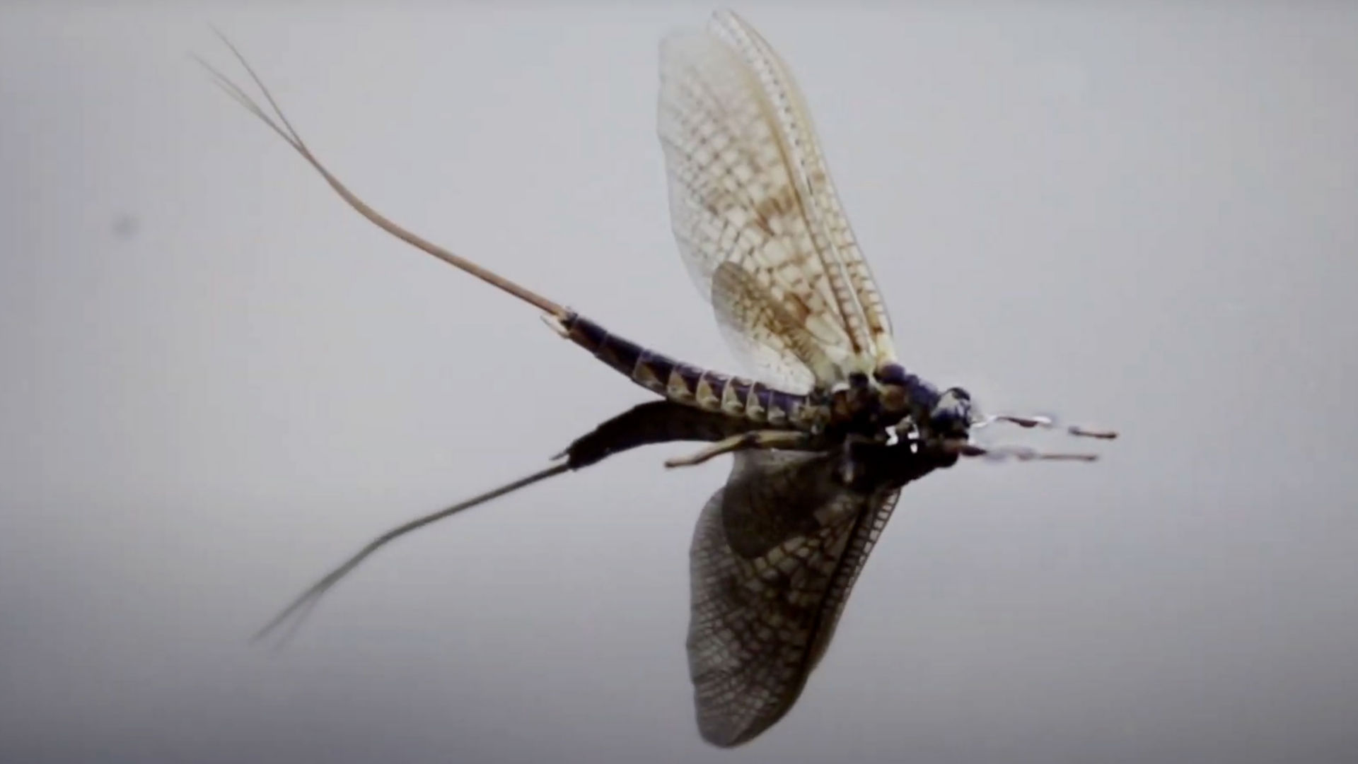 Mayfly sitting on the surface of water