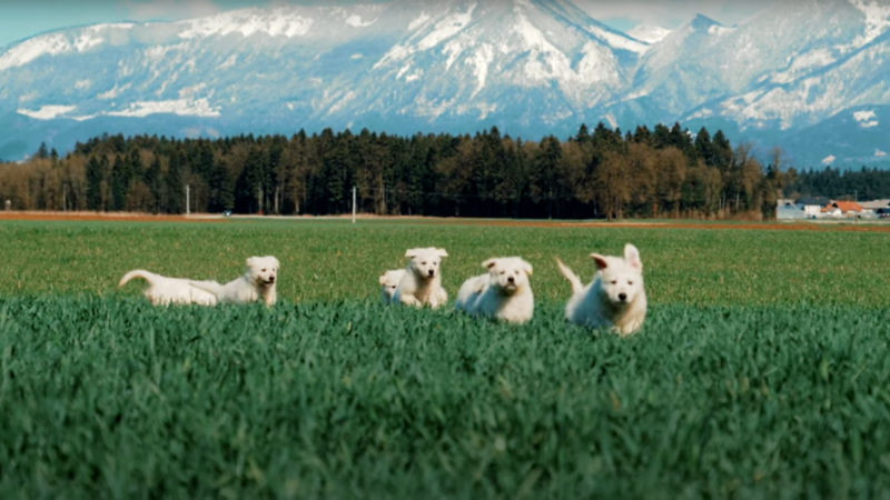 A bunch of white puppies running through a grassy filed