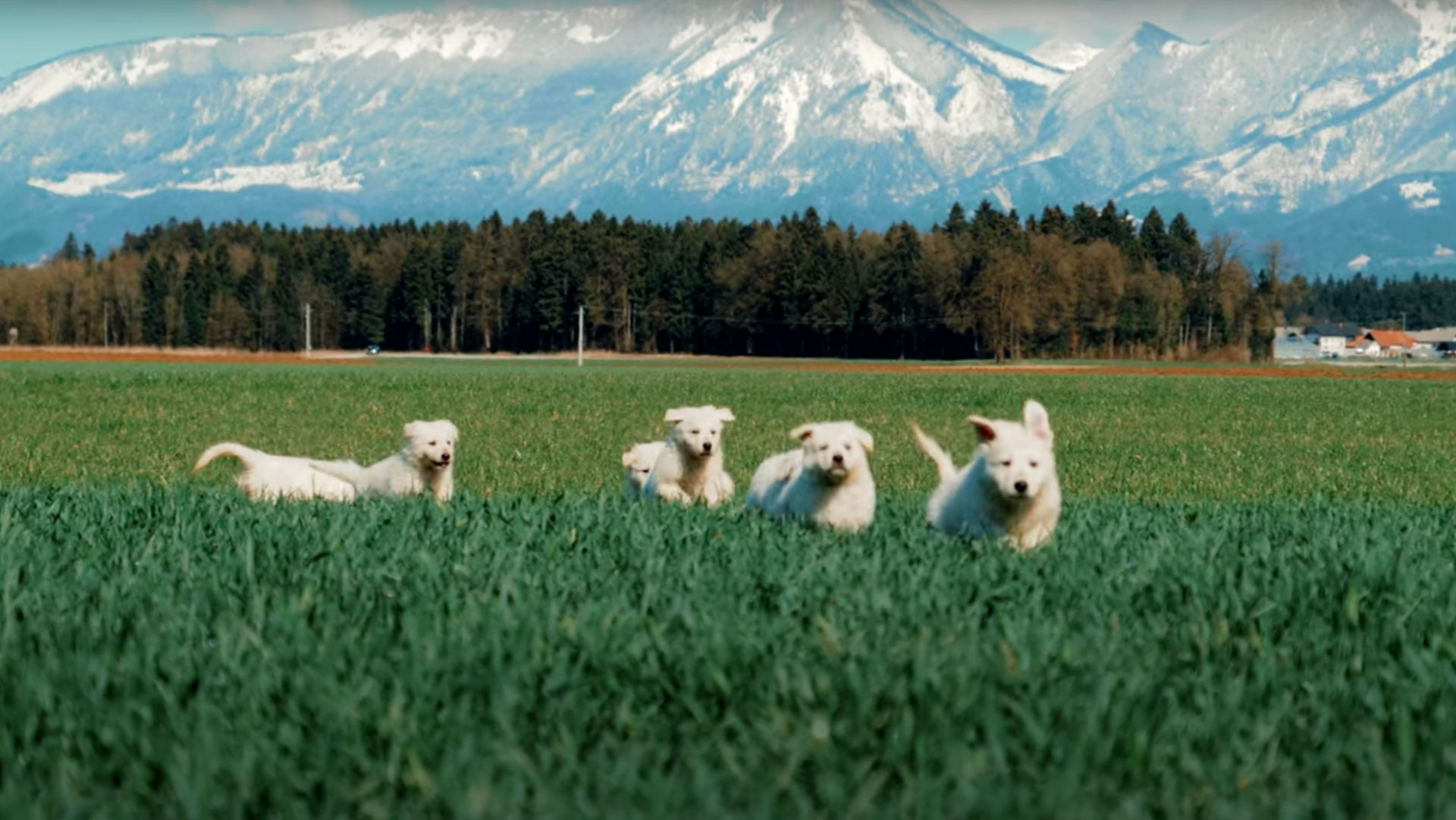 A bunch of white puppies running through a grassy filed
