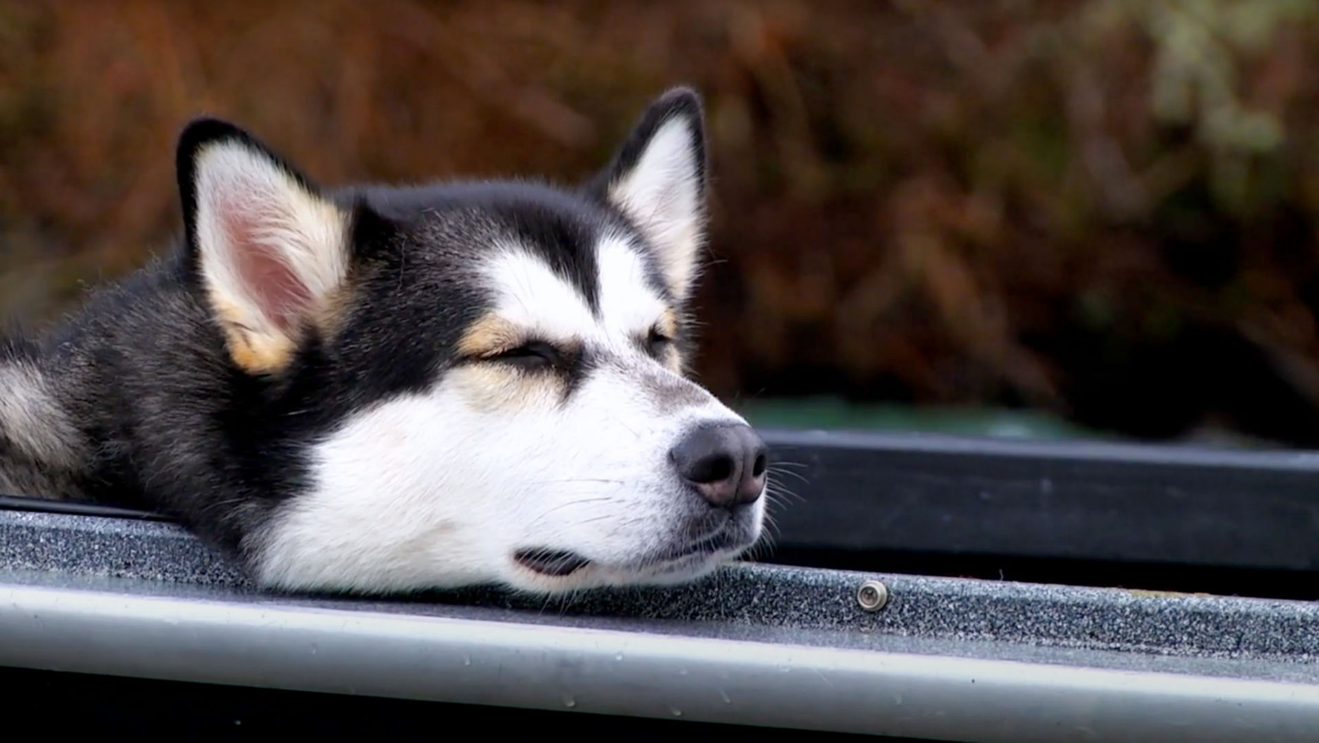 A dog napping with his chin on the edge of a boat drifting in the water