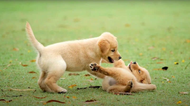 Two small blonde dogs wrestle in the grass.
