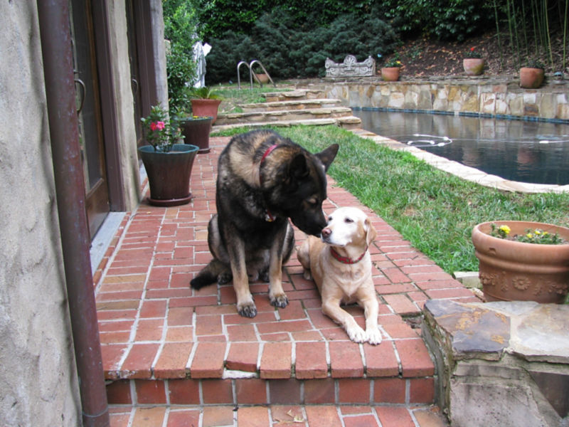 ID Your Dog For Peace Of Mind Orvis