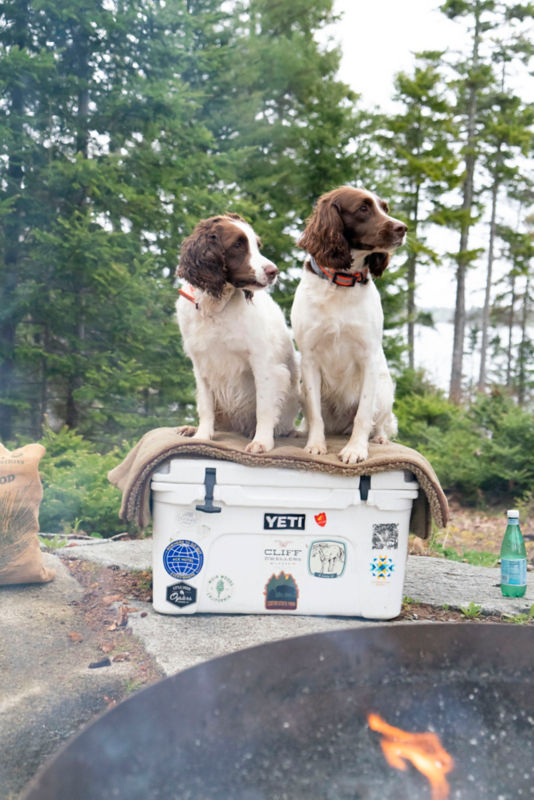 Two hunting dogs sitting side-by-side on top of a YETI cooler with a blanket on top.
