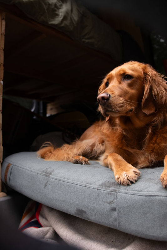 A golden retriever lying on a gray bed in the back of a vehicle.