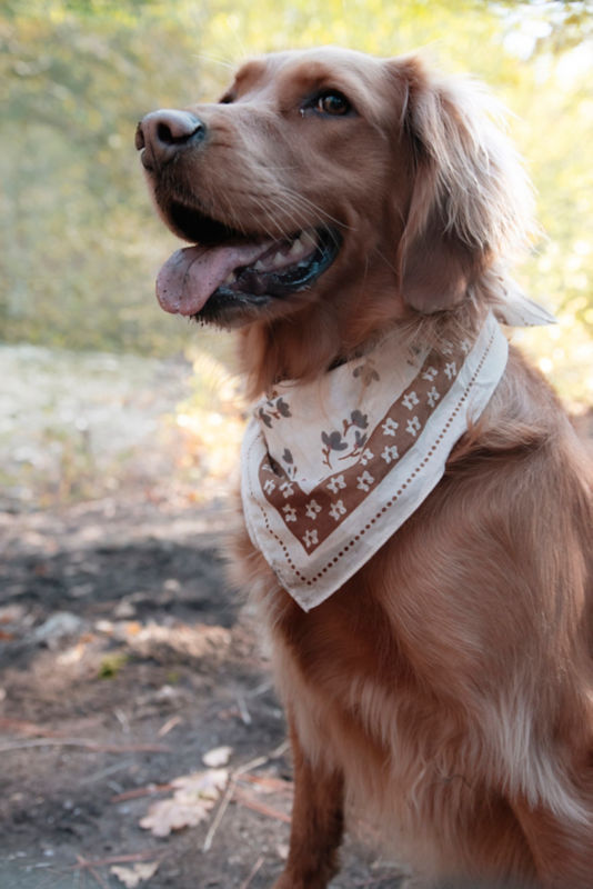 A golden retriever wearing a brown patterned bandana.
