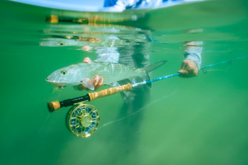 The saltwater Recon fly rod with the gold Ratio reel floats just below a striper held by an angler in the water.