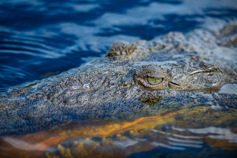 A close up of a alligator's eye along the surface of the water.