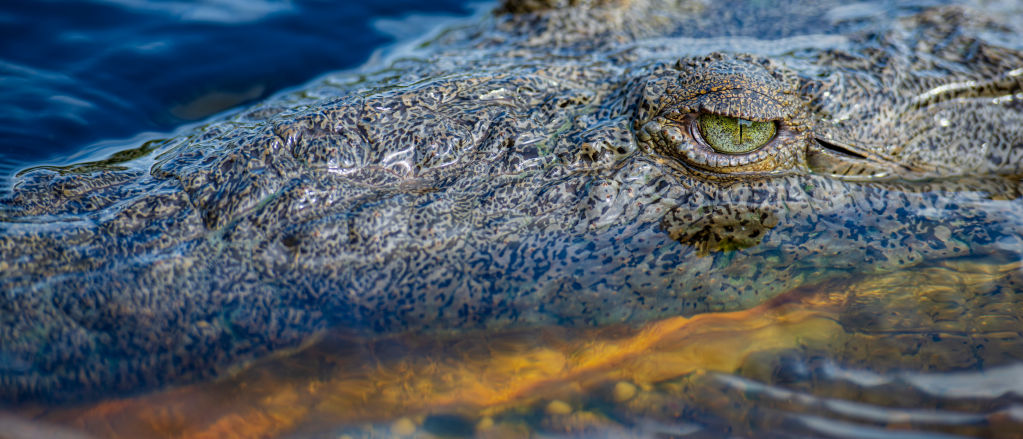 A close up of a alligator's eye along the surface of the water.