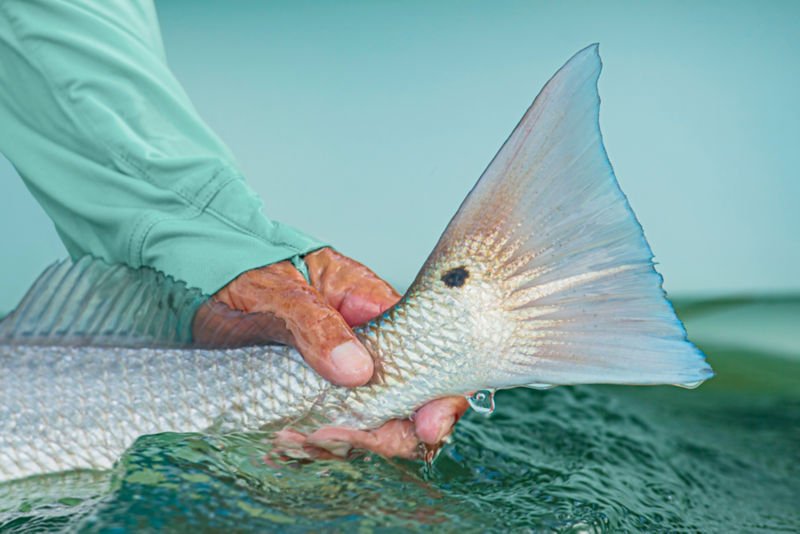Close-up of the spotted rear fin of a fish tail held on the surface.of the water.