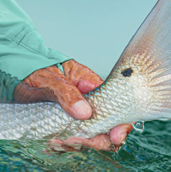 A hand holding a silver fish tail