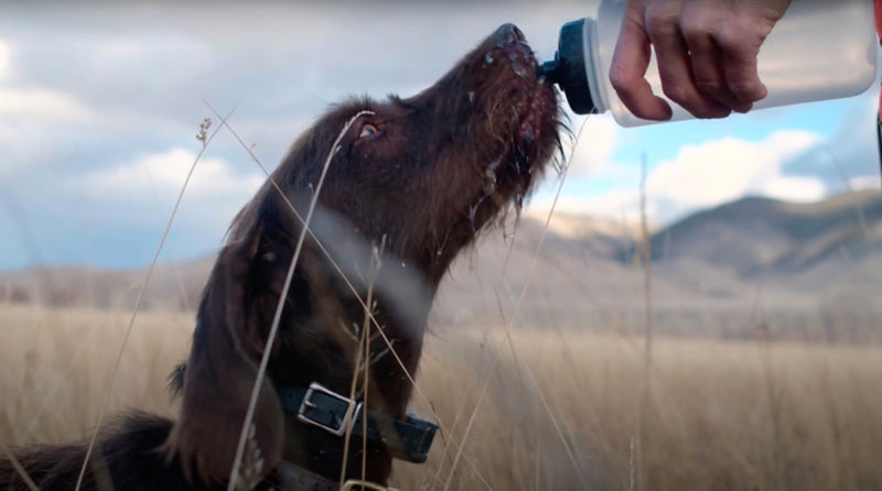 A close up of dog drinking water from a water bottle