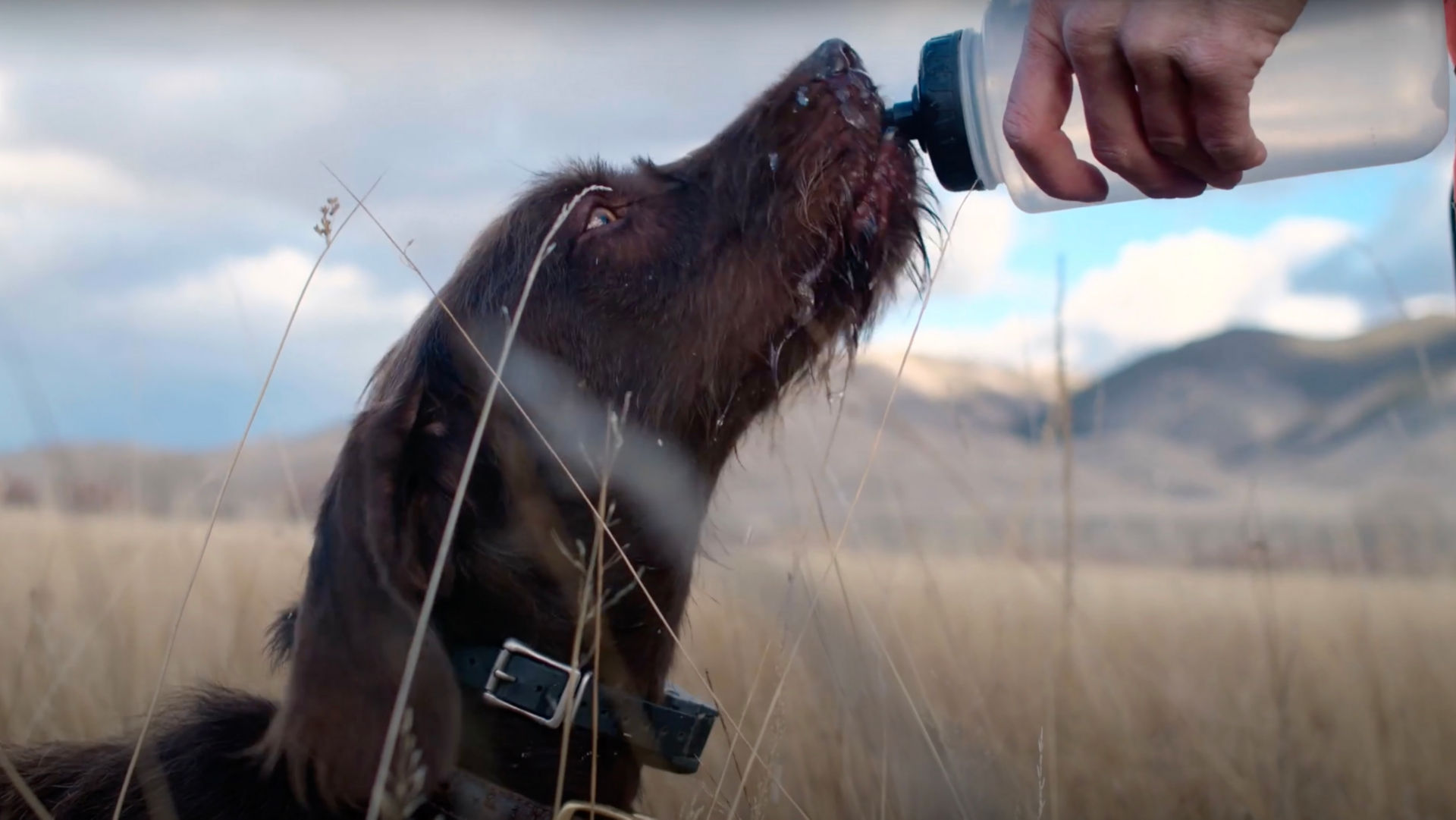 A close up of dog drinking water from a water bottle