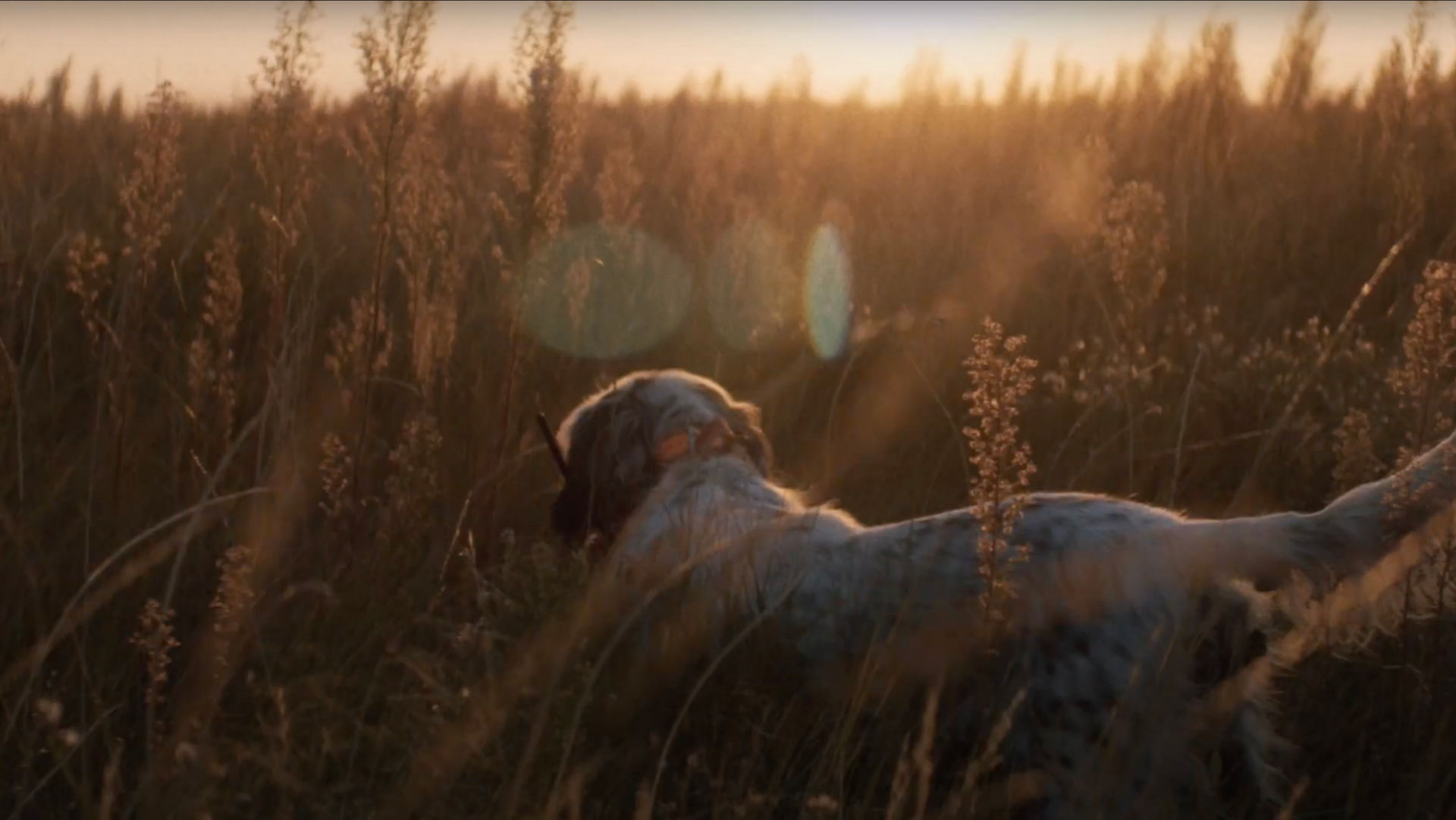 A hunting dog in tall grass at sunset, pointing