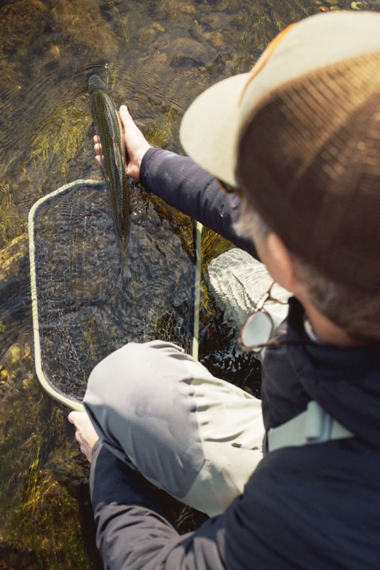 An angler releases a fish from a net into a stream.