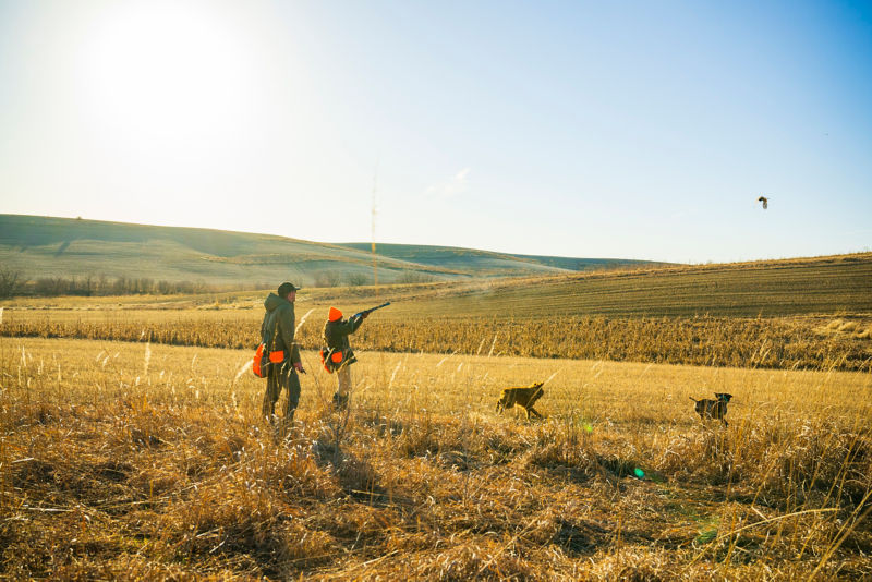Two hunters wear blaze orange as they navigate through a fields of tall golden grass