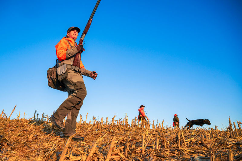 A hunter in a PRO Upland Softshell Jacket walks through a cornfield.