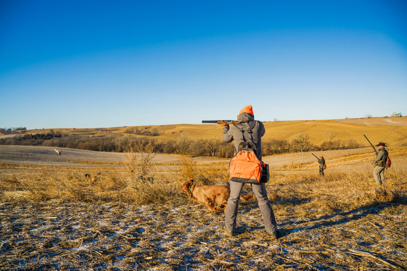 A hunter aiming their shotgun with a dog poised to run beside them.