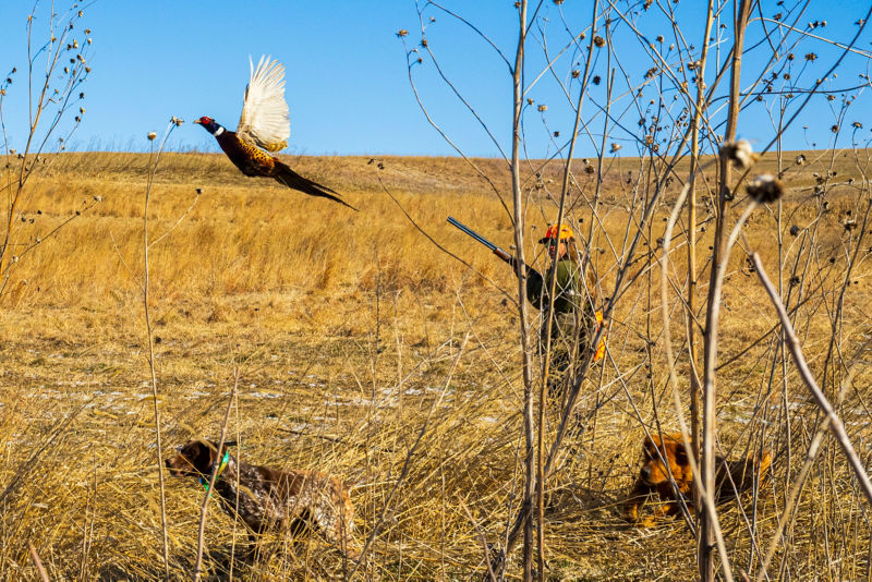 A pheasant flies above a hunter and her dogs.