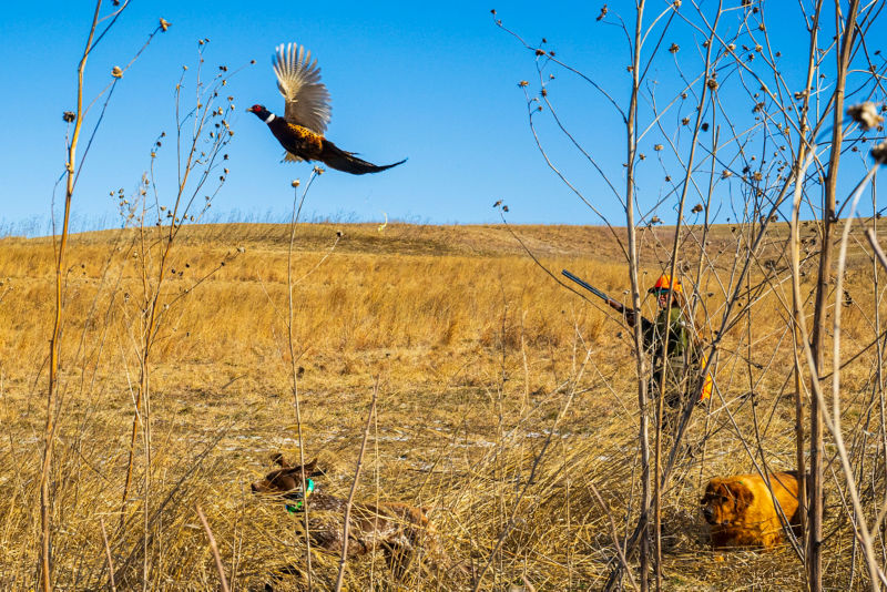 A ringed-neck pheasant in mid-fligt against a bright blue sky.