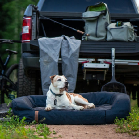 A white dog laying on a RecoverZone dog bed outside by a truck filled with fishing gear