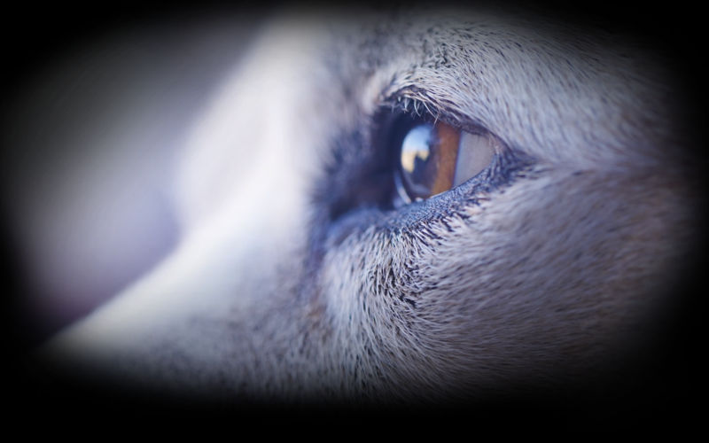 A close-up of an older dog's brown eye.