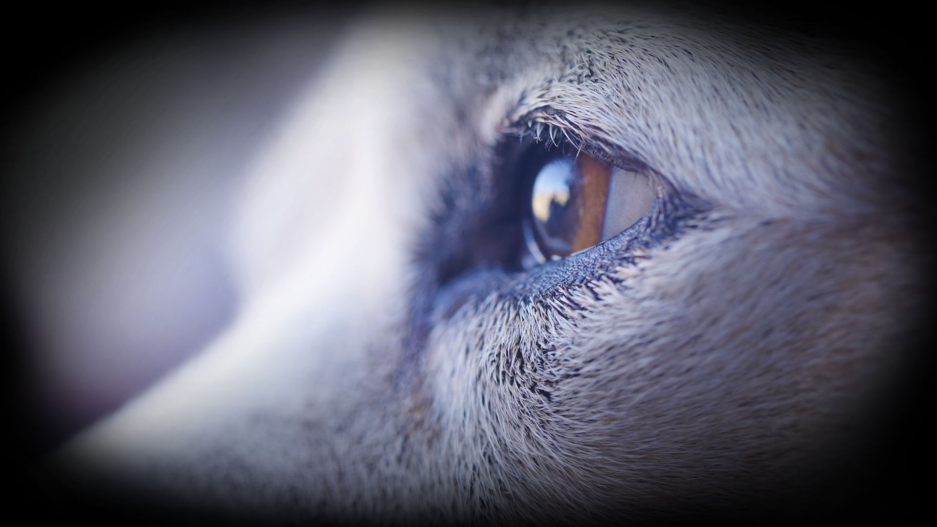 A close-up of a Nyla's brown eye and the fur of her face.