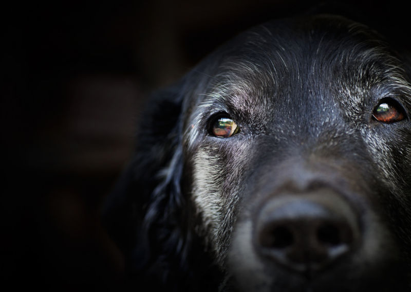 Close-up on a older black dog with white face fur and warm brown eyes.