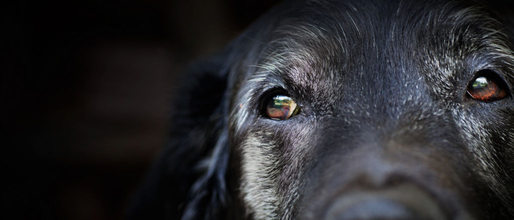Close-up on a older black dog with white face fur and warm brown eyes.
