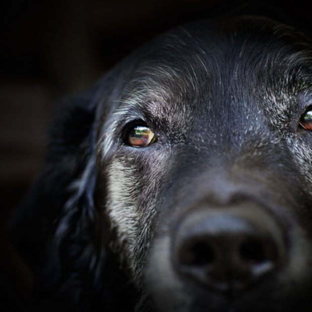 Close-up on a older black dog with white face fur and warm brown eyes.