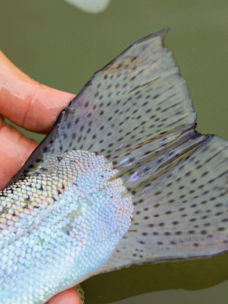 The rainbow scales and the speckled tail of a fish.
