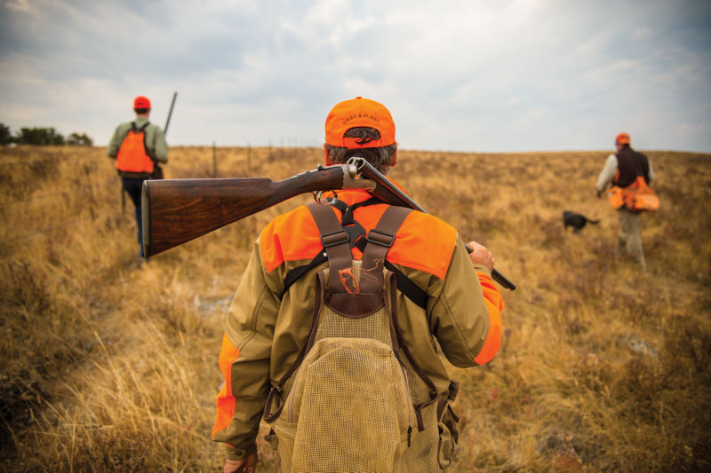 Bird hunters wearing blaze orange carry shotguns through a field of dry grass.