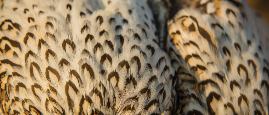 Detail of bird feathers