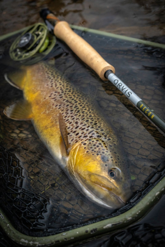 A fish floating quietly in a net in the water with a Recon rod laid next to them.