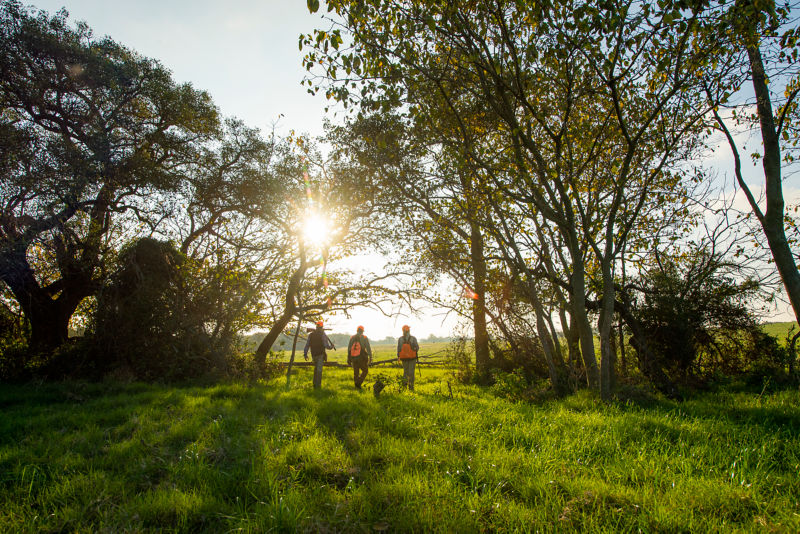 Three hunters walking in a bright, green field just after sunrise.