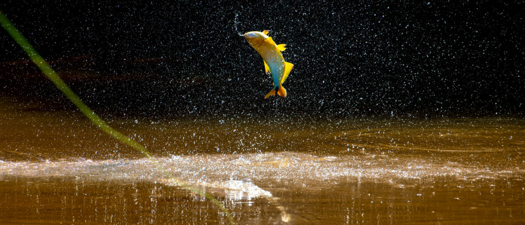 A colorful fish splashes into the air sending droplets in every direction.
