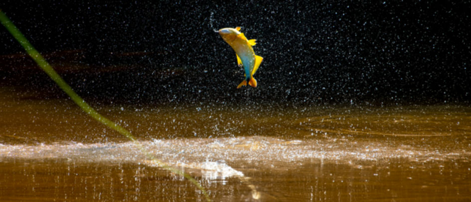 A bright bass curls mid-air above the water.