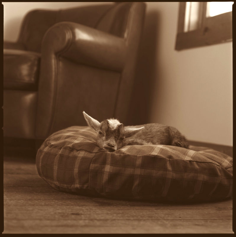 A small goat laying on a round soft bed.