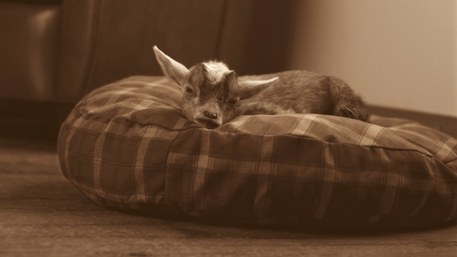 Perk Perkins's goat Williams sleeping on a round plaid dog bed.