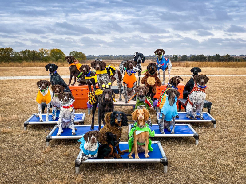 The collection of Standing Stone Dogs arrayed on a variety of sources.