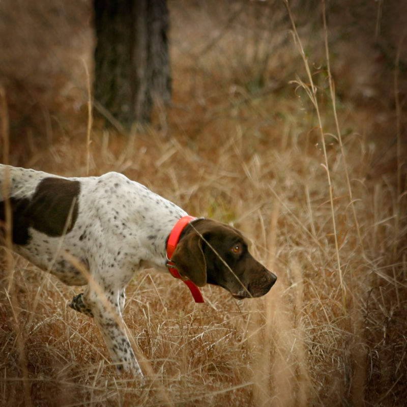 Orvis Two-Day Quail School At Pursell Farms, AL