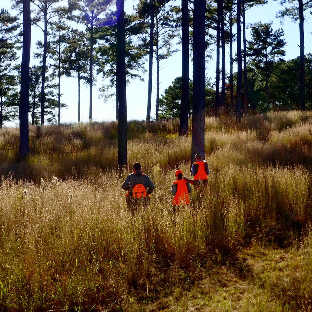 Three hunters wearing bright orange walking up a hill in a forest