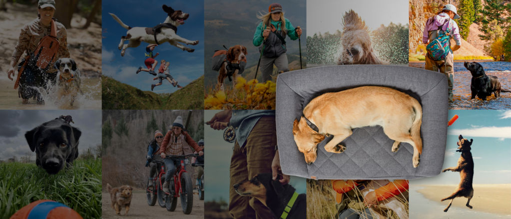 A 5 x 2 collage of 10 dogs actively enjoying the outdoors with their people.