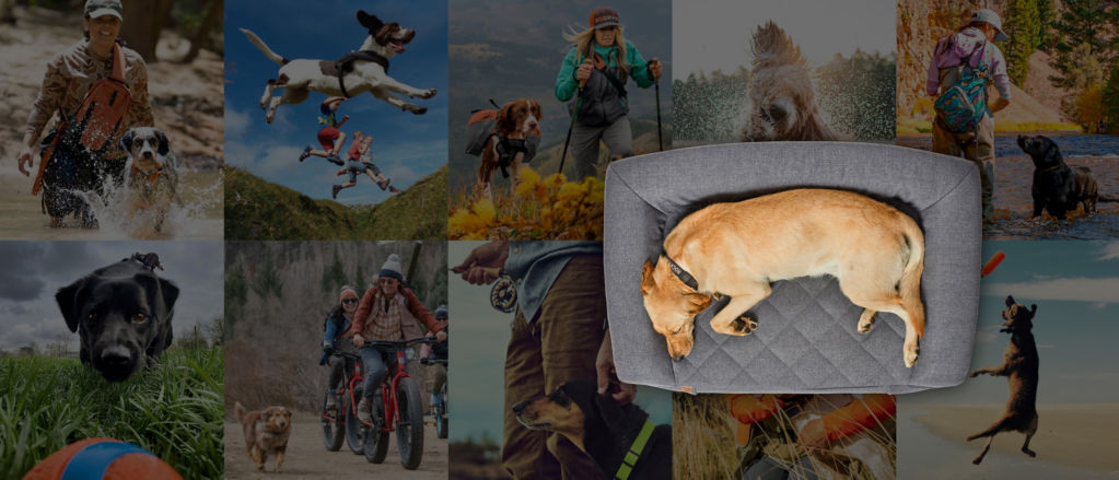 A 5 x 2 grid of 10 dogs enjoying the outdoors with their people.