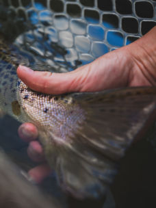 A hand releasing a brown trout into the water.