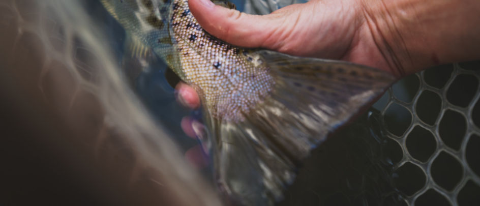 A hand releasing a trout back into a river.