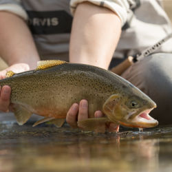 A person holds a trout they just caught.