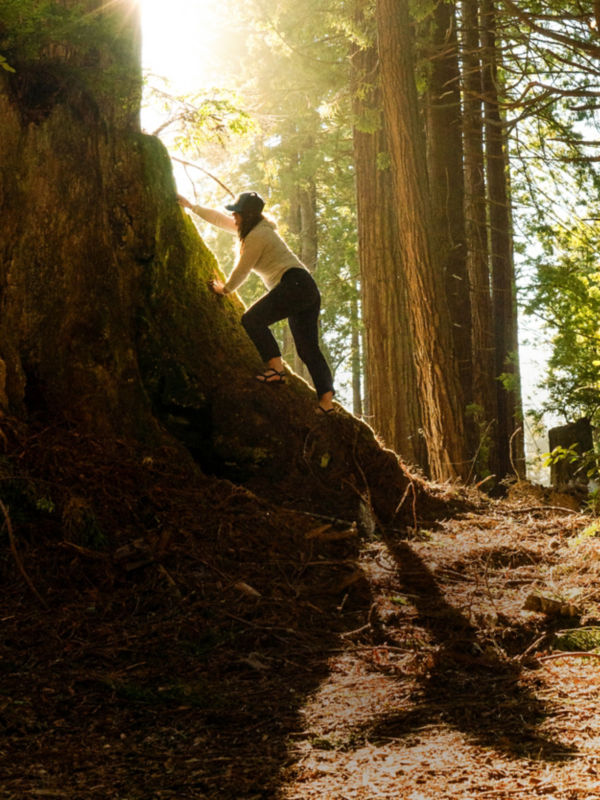 A hiker climbs the base of a large tree